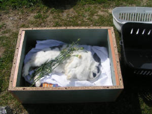 PetCemetery5.jpg