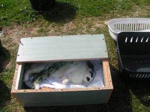 PetCemetery6.jpg